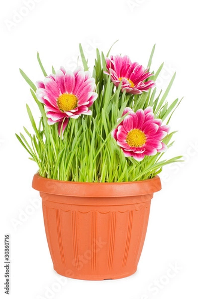 Fototapeta Green grass in a pot isolated on a white background