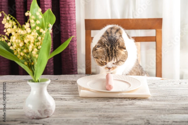 Fototapeta A hungry domestic cat is sitting at a table with boiled sausage. Home cat eat sausage from a plate.