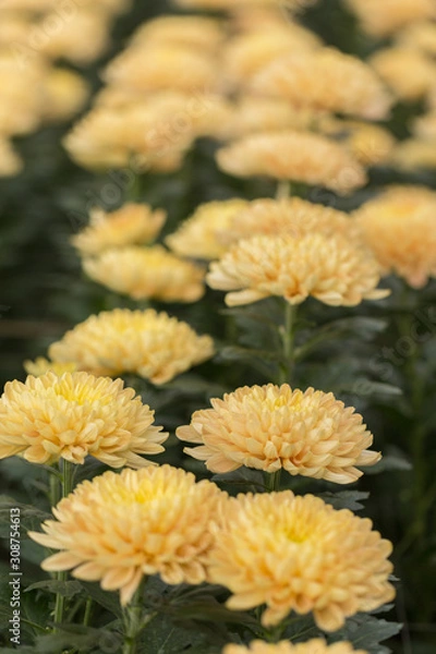 Fototapeta Yellow Chrysanthemum Flower in Garden