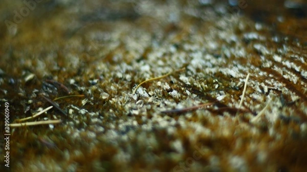 Fototapeta macro shot of open broken tree trunk during autumn with defocus