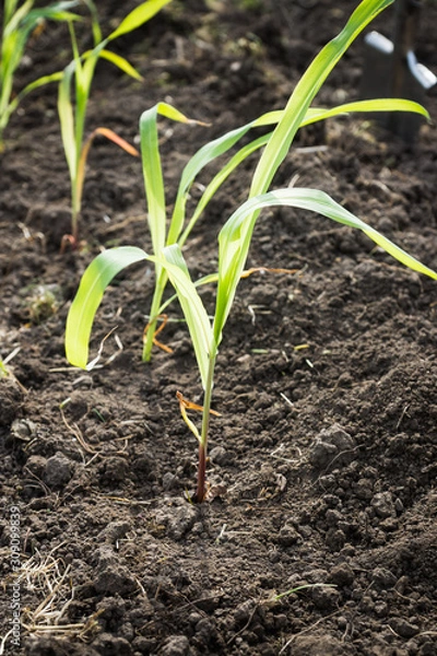 Fototapeta Corn plants on the field. Selective focus.