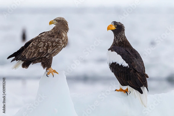 Fototapeta eagle