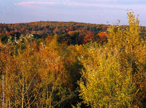 Fototapeta Lagiewniki forest in autumn, Lodz, Poland