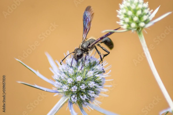 Fototapeta Wasp