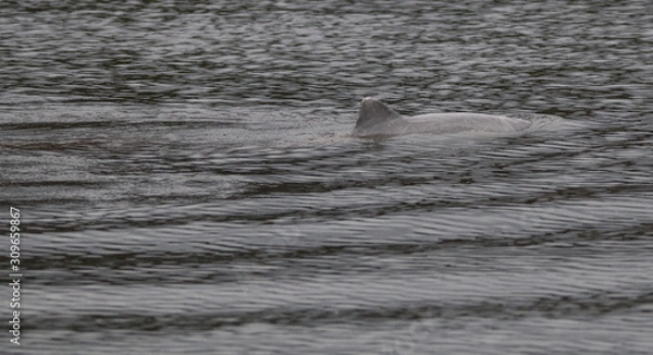 Fototapeta Amazon river dolphin, Brazil, South America