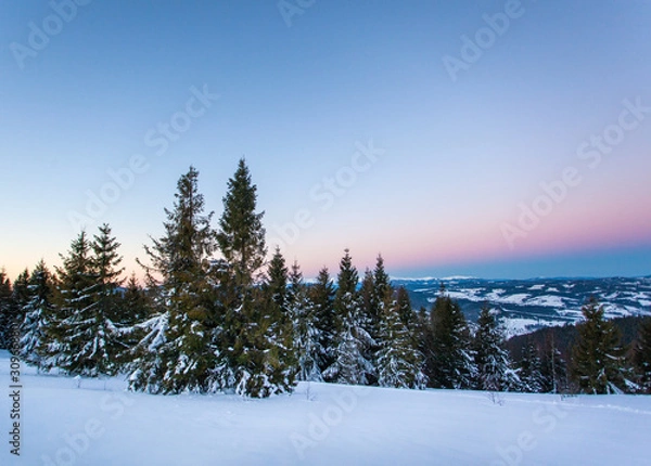 Fototapeta Bottom view tall beautiful majestic spruce trees