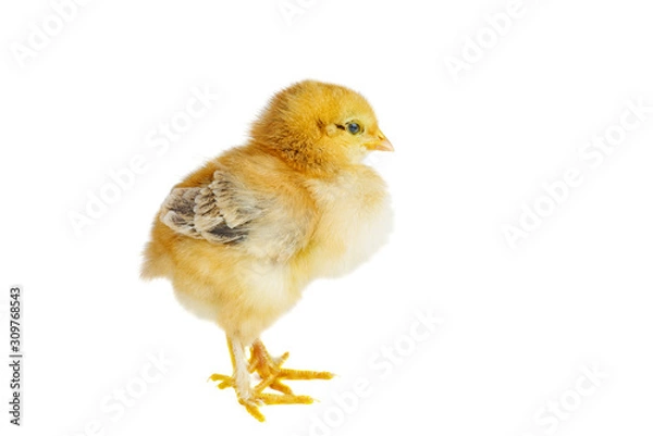 Fototapeta Tiny yellow-brown chicken