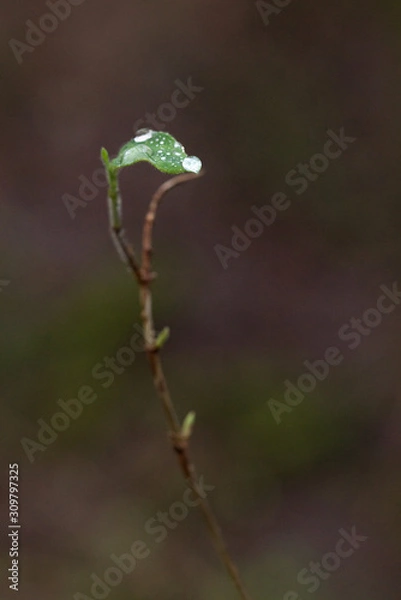 Fototapeta The morning light highlighting the dew drops on a small leaf