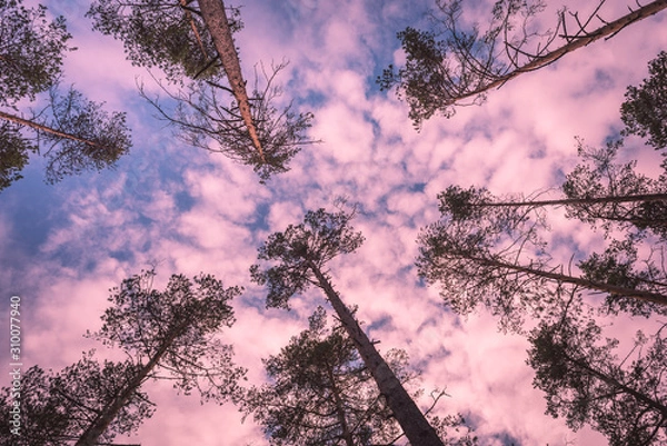 Fototapeta Looking up in a pine tree forest with summer sky. Toned in pink.