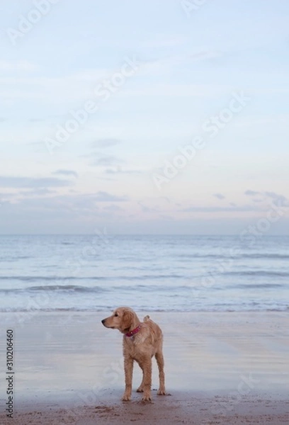 Fototapeta Mixed Breed Dog On Beach