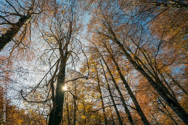 Fototapeta Forest in autumn,foliage of trees, colors in nature