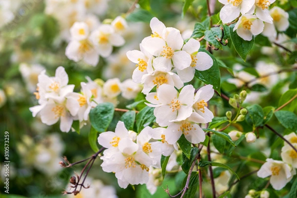 Fototapeta Bright white flowers with raindrops. Philadelphus coronarius, sweet mock-orange, English dogwood