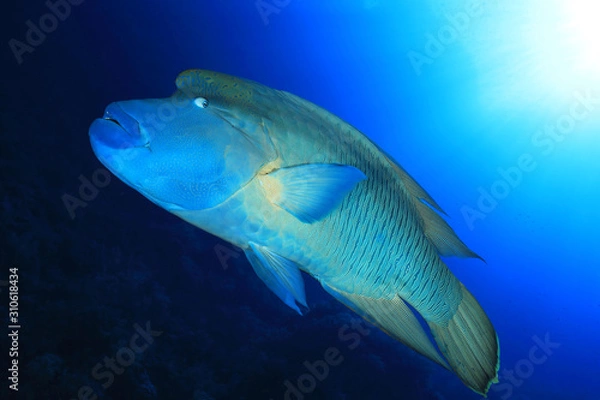 Fototapeta Humphead wrasse fish