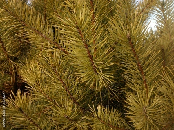 Fototapeta pine tree branches