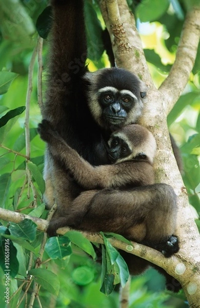 Fototapeta Squirrel Monkey embracing young in tree