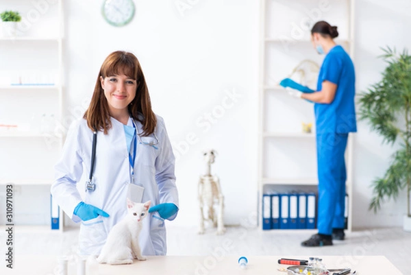 Obraz Two young vet doctors examining sick cat