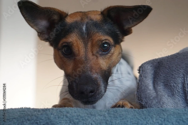 Fototapeta small young dog is curious and impatient Jack Russel 2 years old