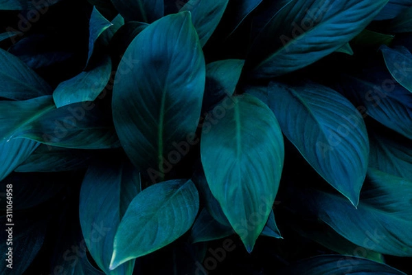 Fototapeta closeup nature view of green leaf in garden, dark tone nature background, tropical leaf