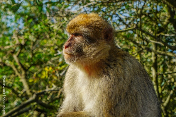 Fototapeta Barbary Macaque in front of green tree in Gibraltar