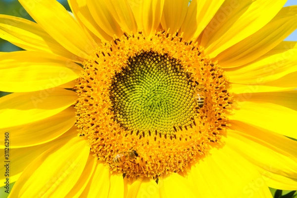 Fototapeta Bees find nectar from sunflower