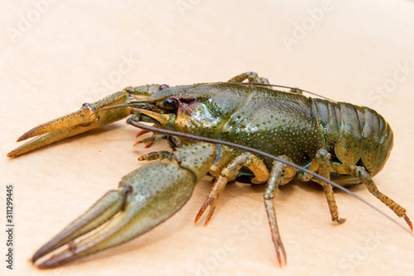 Obraz The European crayfish (Astacus astacus), noble crayfish, or broad-fingered crayfish, is the most common species of crayfish in Europe, and a traditional food source