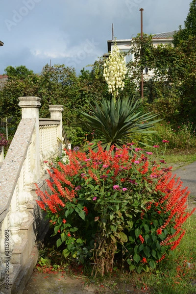 Fototapeta Flowers near Sameba Church near Batumi in Georgia