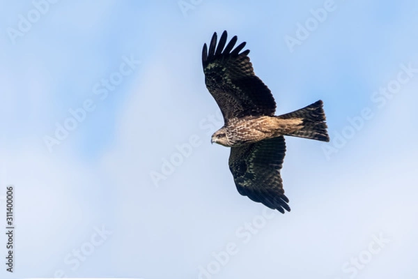 Fototapeta Milvus migrans (Black Kite), Crete