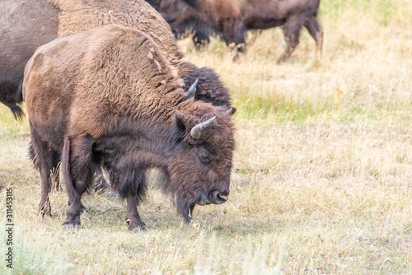 Fototapeta Bisons of Yellowstone