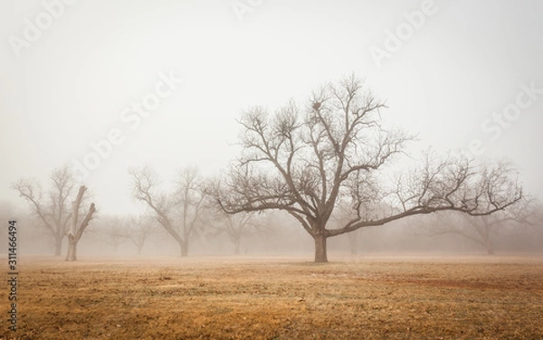 Fototapeta Brownwood Tx  fog in the Riverside Park  winter  season 