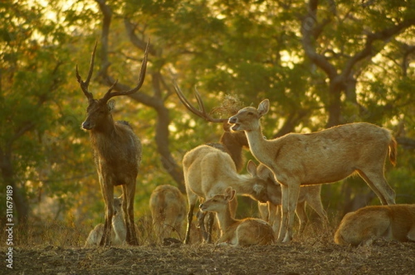 Fototapeta The Javan rusa or Sunda sambar (Rusa timorensis) is a deer species that is endemic to the islands of Java, Bali and Timor (including Timor Leste) in Indonesia.