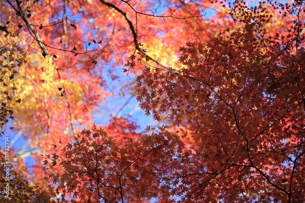 Fototapeta Autumnal landscape of Suizawa maple valley in the Mie Prefecture of Japan