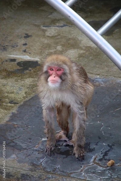 Fototapeta Monkey in the hot spring