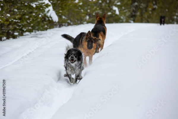 Fototapeta snow dogs