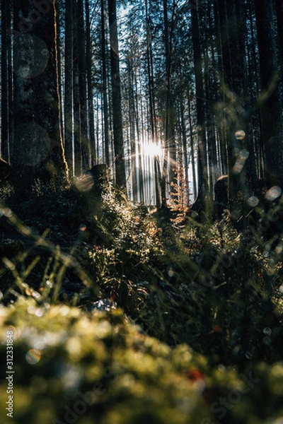 Fototapeta Wanderung im Zaublerwald