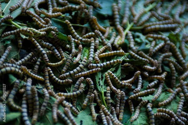 Obraz Silk worms 