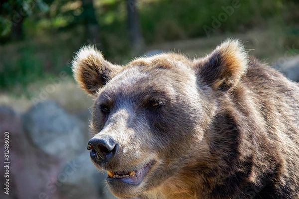 Fototapeta Brown bear. Ursus arctos.