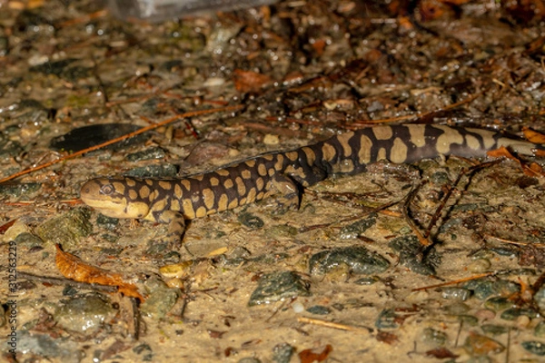 Fototapeta Eastern tiger salamander on the forest floor - Ambystoma tigrinum