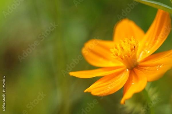 Fototapeta Orange cosmos flowers on a bright white isolated background