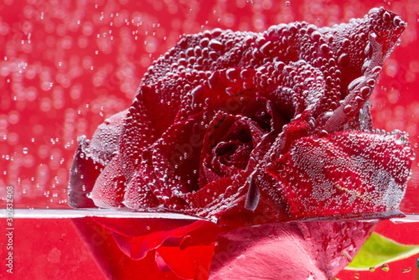 Fototapeta Rose in the water, with a level, a spectacular photo for advertising or congratulations. Red background