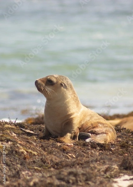 Fototapeta seal on beach