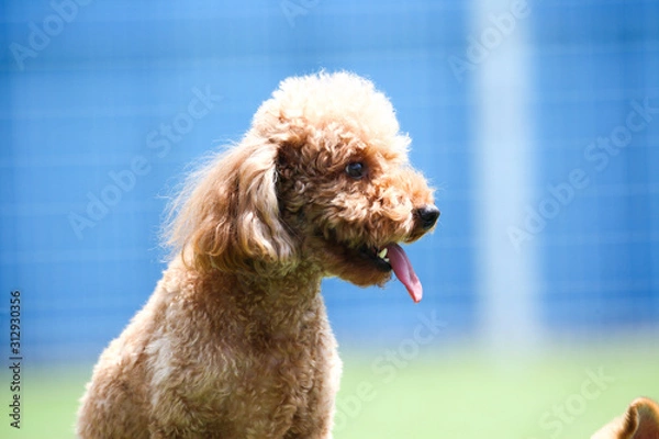 Fototapeta Happy puppies in a private playground