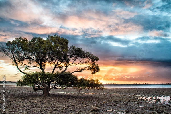 Fototapeta tree on the beach