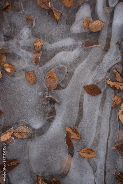 Fototapeta  winter walk  with leaves and ice