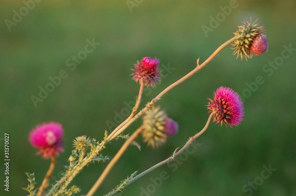 Fototapeta thorny flower