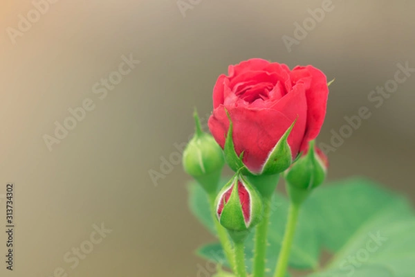 Obraz red rose flower petals nature beautiful nice.