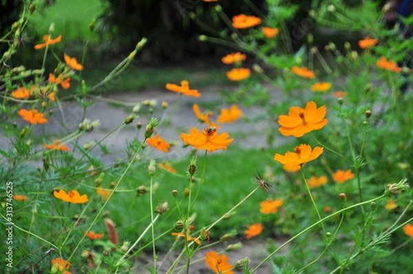 Fototapeta Abelha na Flor