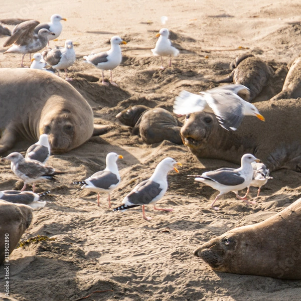 Fototapeta ( Mirounga angustirostris) Scene from the Northern Elephant Seal rookery at Piedras Blancas, Central Coast California