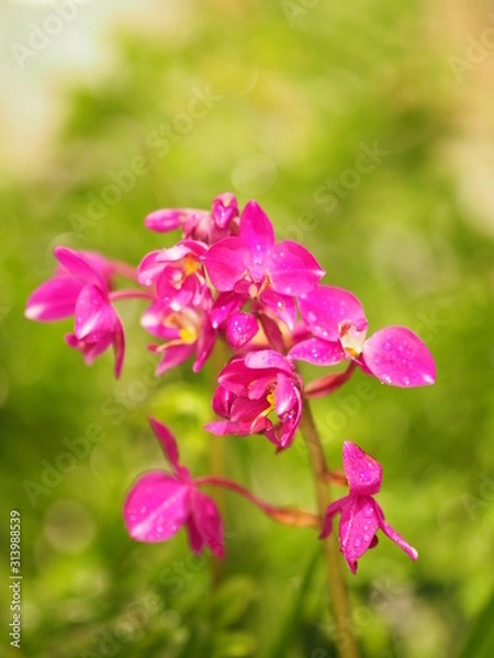 Fototapeta Dendrobium, violet Orchid purple little flower beautiful bouquet on blurred of background