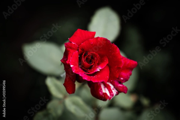 Fototapeta Red rose dew water droplets on petals top view