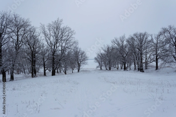 Obraz Oak grove in a snowy field at winter twilight in Russia